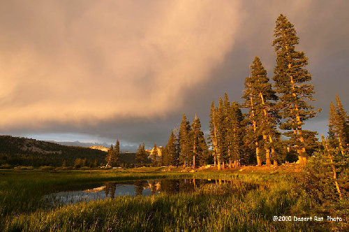 Desert Rat's Tuolumne