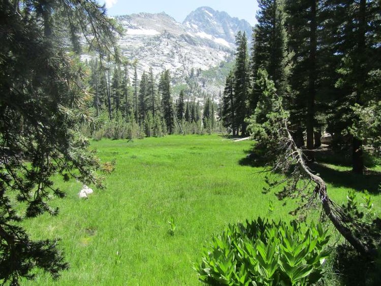 Vidette Meadow