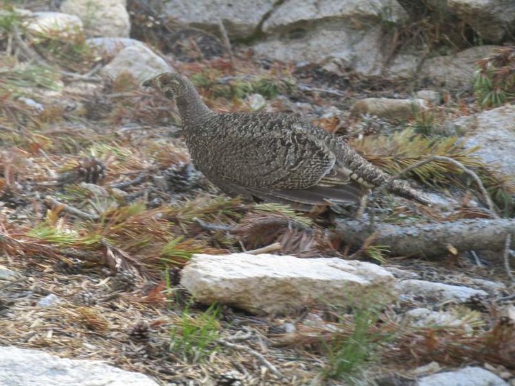 Ptarmigen