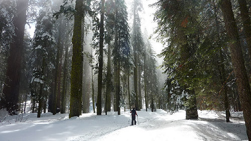 Stevehymon’s Giant Forest