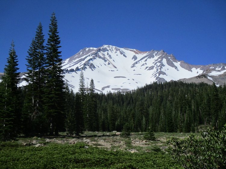 1 Shasta.JPG