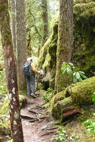 Kathy examining a large rock with a six inch covering of life (moss, ferns, lichen? all of the above?)