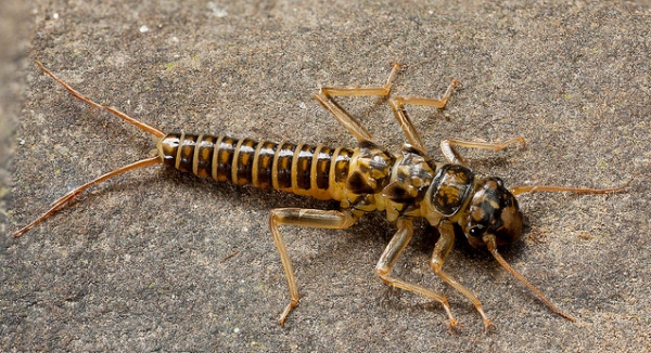 stonefly_nymph_1.jpg