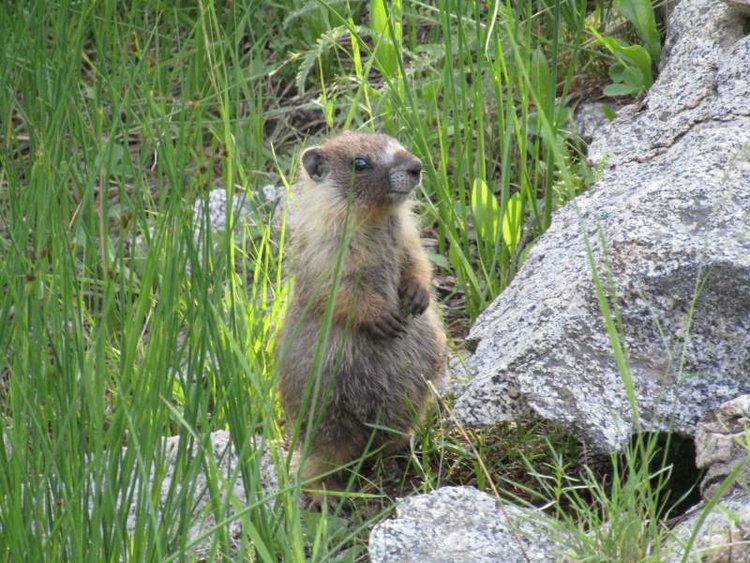 Evolution Valley Resident