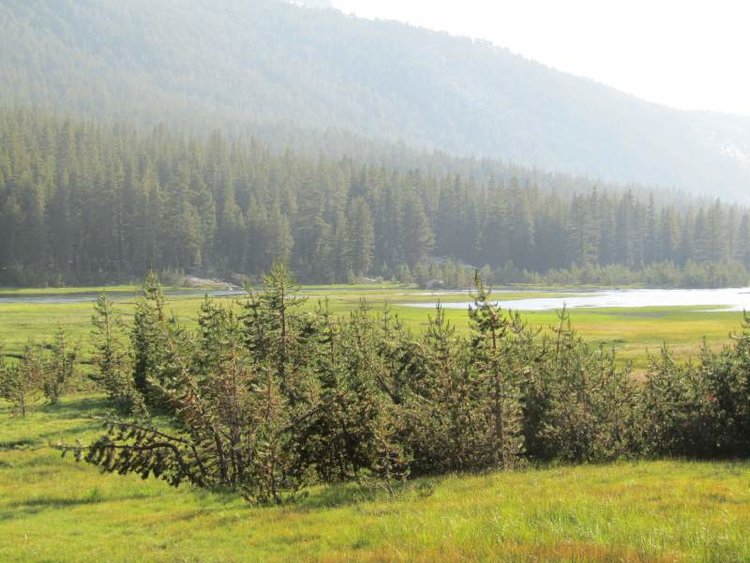 McClure Meadow