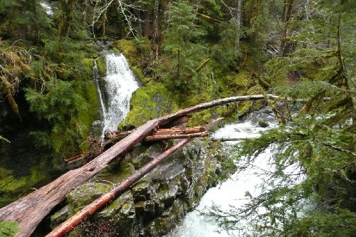Opal Creek and Tributary