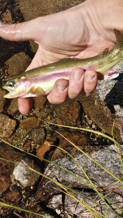 My First Golden Trout