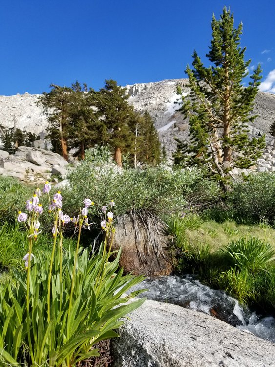 Abundant flowers at the outlet of Upper Soldier Lake.