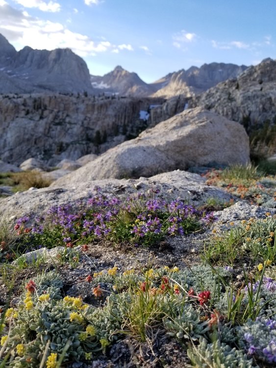 Never too many alpine flower shots...