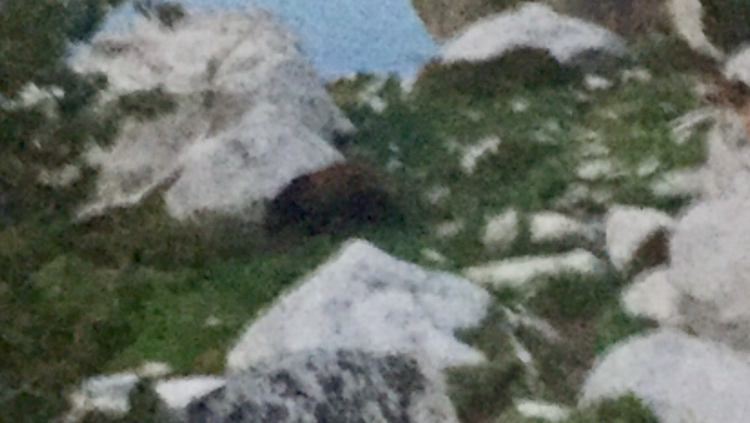Blurry shot of the yearling below our campsite