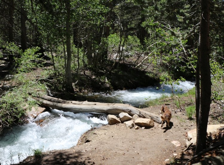 094 Paiute Pass July 2017 First Log Crossing.jpg