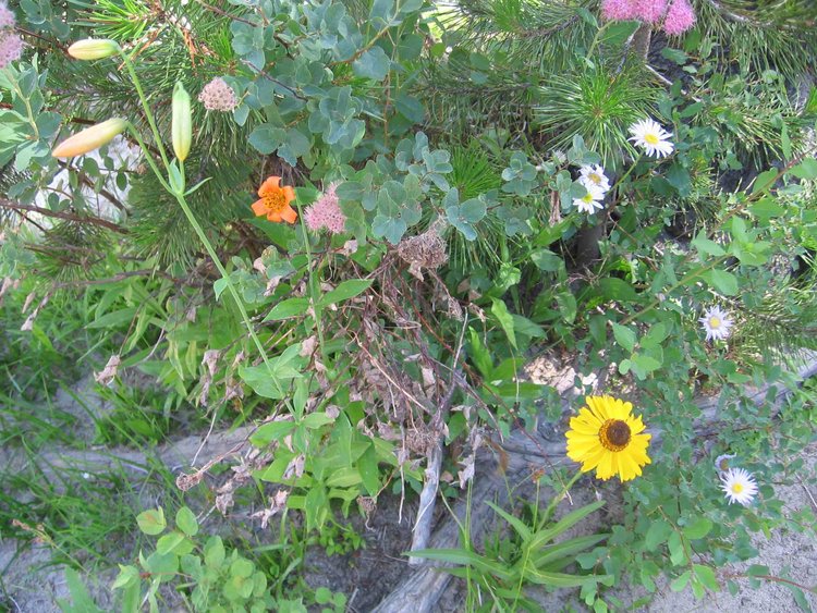IMG_5941_lr.jpg