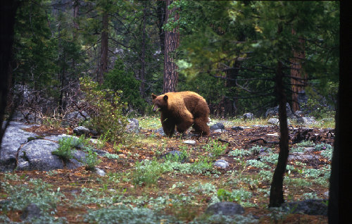 bear hetch hetchy 198772.jpg
