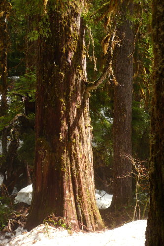 Old Cedar