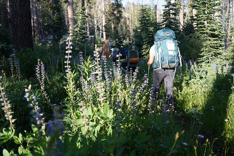 Amongst the lupine.
