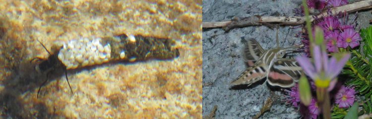~25mm Caddis fly larva case.                                            Hawk Moth dancing among the wild flowers