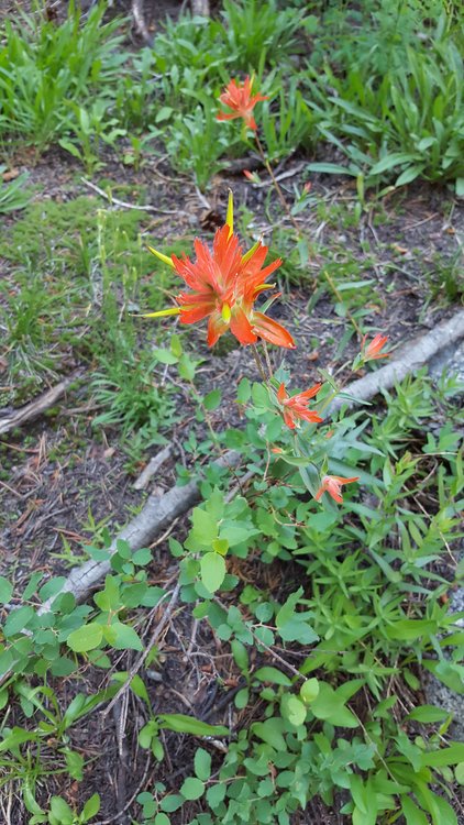 Flower.jpg