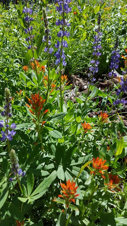 We saw lots of wildflower displays like this all day