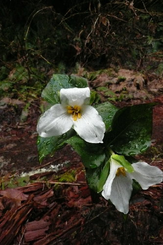 Trillium