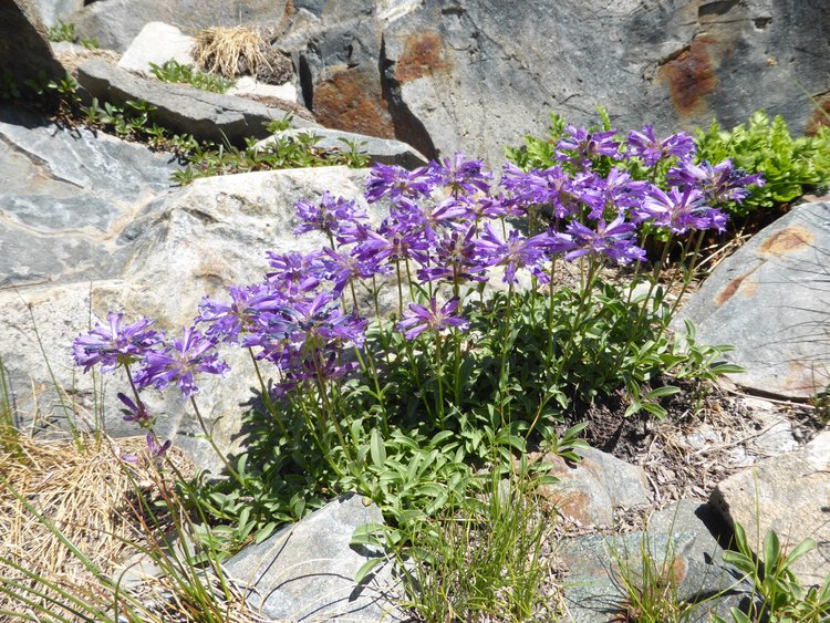 flowers1.jpg