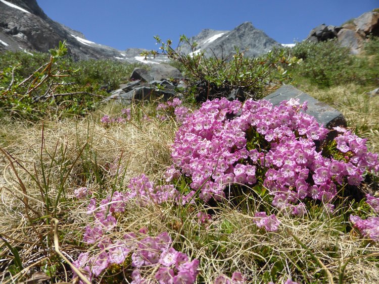 flowers2.jpg