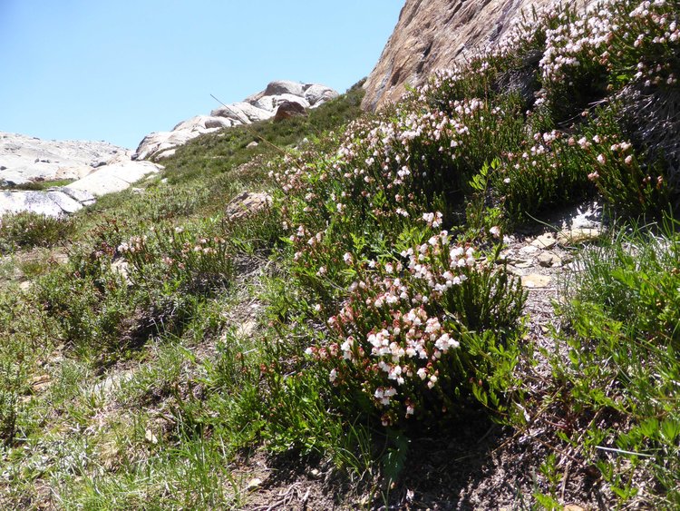 flowers3.jpg
