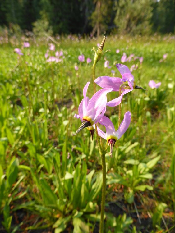 flowers4.jpg