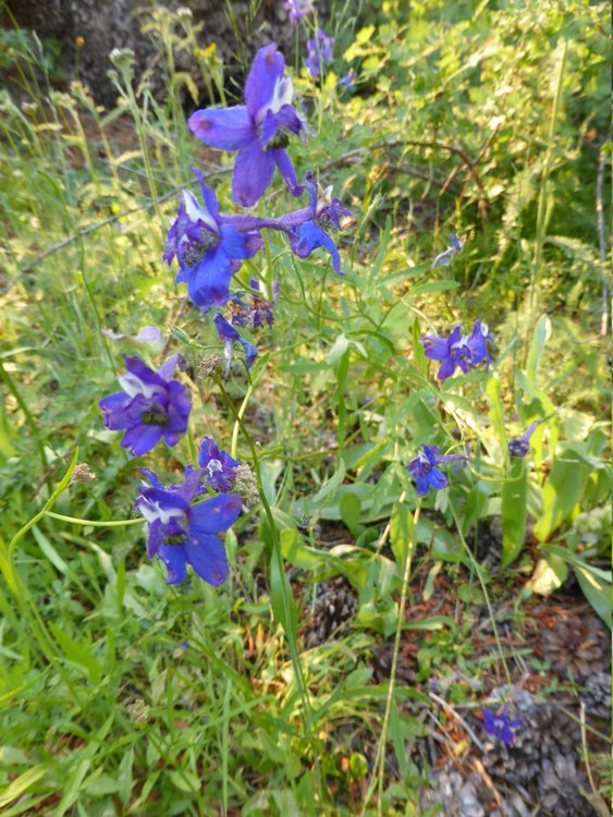 flowers5.jpg
