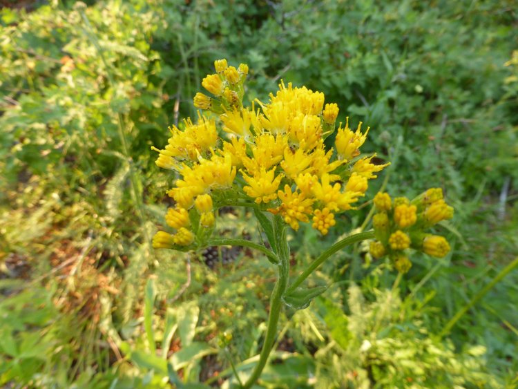 flowers6.jpg