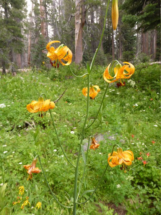 flowers7.jpg