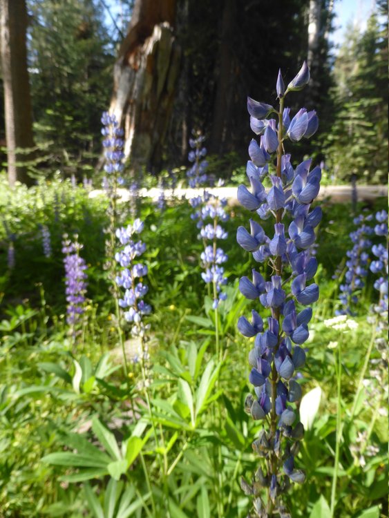 flowers8.jpg