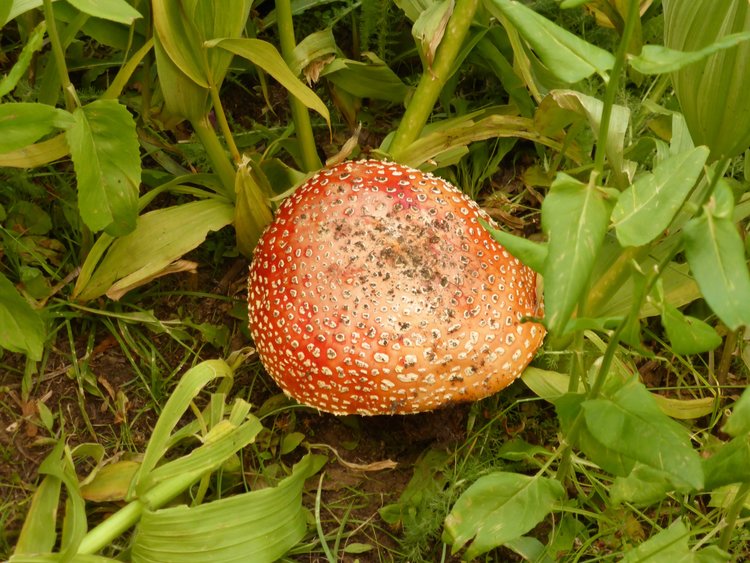 a_muscaria.jpg