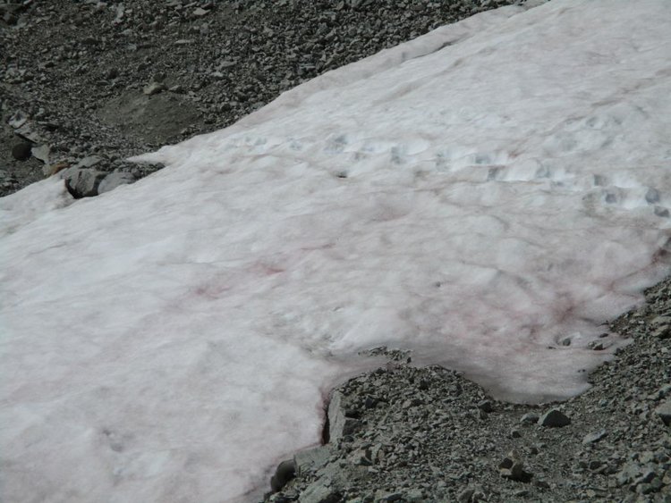6 Snow Close Up.JPG