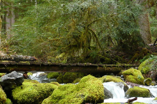 Creek Crossing