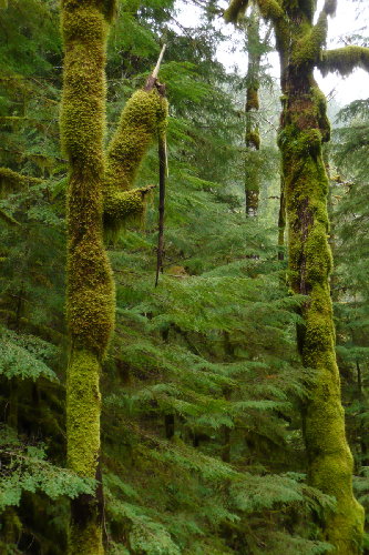 &quot;Fleece&quot; coated Trees
