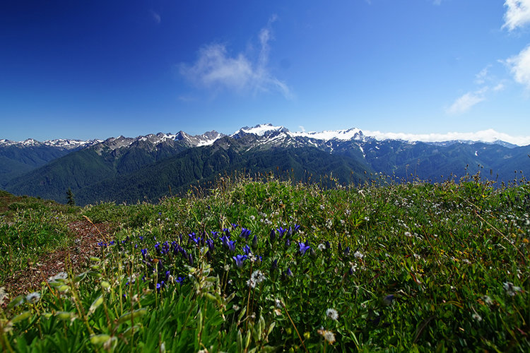 Mt. Olympus from the High Divide.