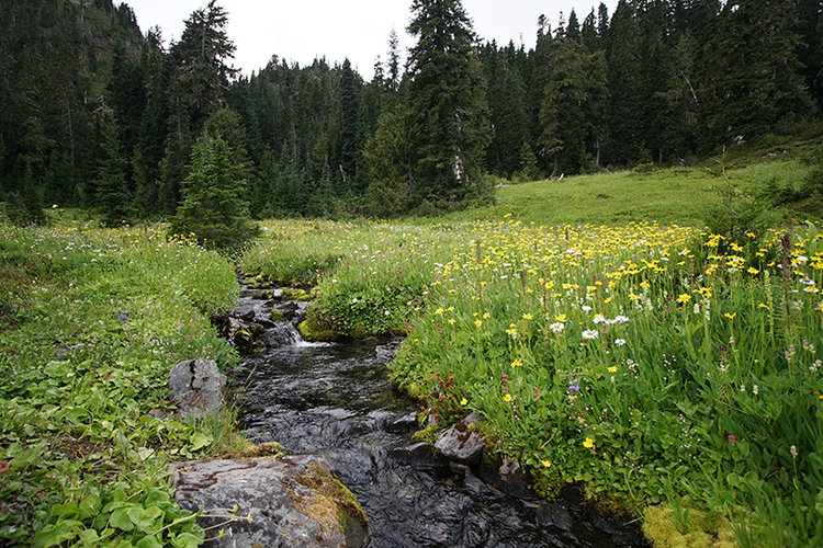 Wildflowers on the way back down to the Sol Duc Valley.