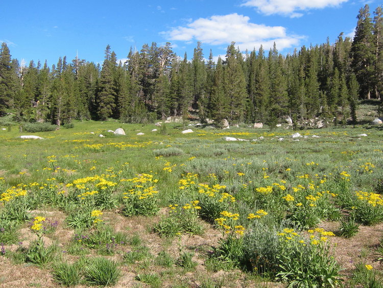 Flowers north of Bond Pass