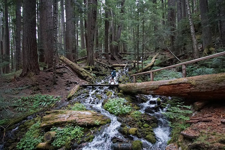 One of the many feeder creeks, streams, and falls along the Upper Sol Duc.