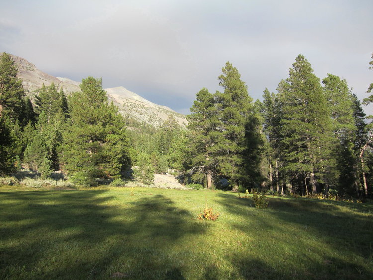 Kennedy Creek meadow