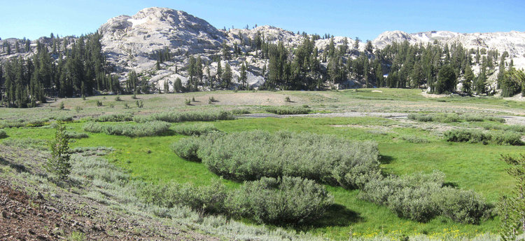 upper Summit Meadow