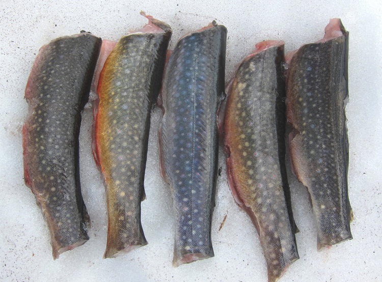 fish from Lost Lake