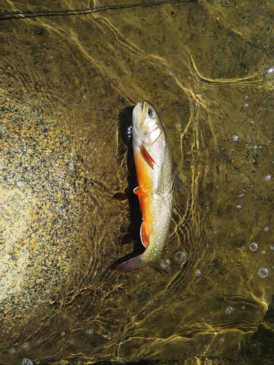 Brookie at lower Schober