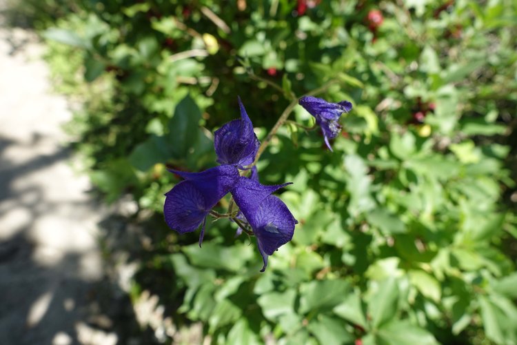 Flowers along the trail