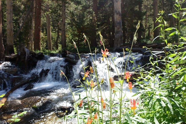 Columbine with McGee Creek in background