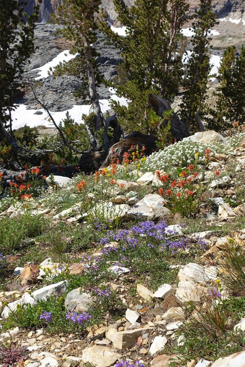Flowers above Big McGee