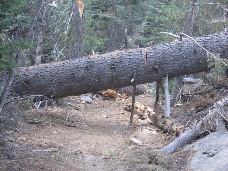 P's Tree.JPG