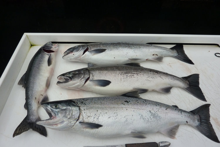 Last day I had 3 hours to fish before packing up for the plane ride out.  A pink and a limit of silvers, the last caught at exactly the last minute I had given myself to fish.