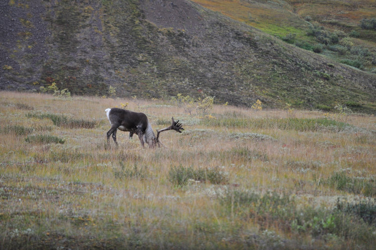 Cariboo