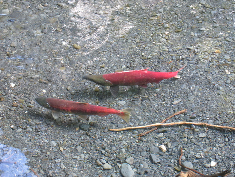 Spawning Sockeye